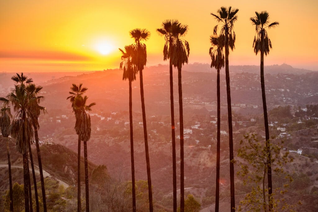 Palm trees silhouetted against a Los Angeles sunset.